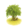 Tree of Life