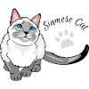 Curious Siamese cat