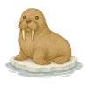 Nordic Arctic - Walrus