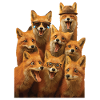 Fuchs