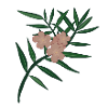 Oleander Flower Branch