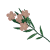 Pink Oleander Flower Branch