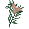 Pink Branch Oleander Flower