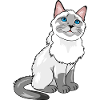 Fier chat siamois