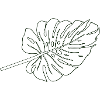 Happy Monstera