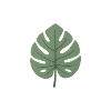 Minimal monstera leaf