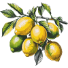 Lemons Drawing Branch