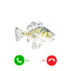 Sjov Fih Fisk Meme Fisk Fih Sjov Forkert stavet Fisk