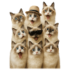Ragdoll