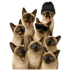 Siamese