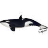 Orca 2