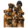 Boxer