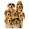 Beagle