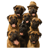 Bullmastiff