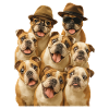 Bulldogge