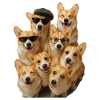 Corgi