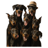 Dobermann