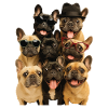 Französische Bulldogge