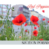 Red Poppies Szczecin Poland