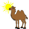 Chameau avec soleil dans le désert