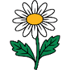 Daisy