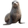 Seals, Seal