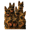 Deutscher Schäferhund