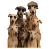 Windhund
