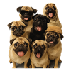 Mops