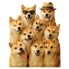 Shiba Inu