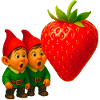 Gnomes and strawberry
