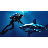 Plongeur de requins