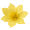 Yellow flower with soft petals