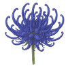 Elegant Blue Chrysanthemum Illustration
