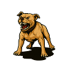 Pitbull – No leash, no mercy