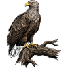 White-tailed Eagle Haliaeetus Albicilla
