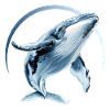 Whale - Wild Spirit