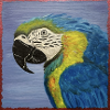 Macaw Parrot