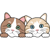 Two peeking funny cats