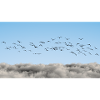 Über den Wolken Vögel