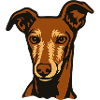 Galgo - Portrait - 20250602