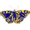 Blue-yellow butterfly – symbol of lightness