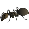 Ant