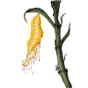 moth