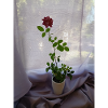 Window Flower