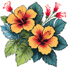 Hibiscus