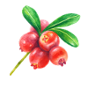 Currant