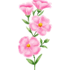 Pink Flower
