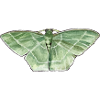 Grünspanner (Nemoria mimosaria)