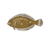 Flunder Fischen Lustiger Angler Spruch